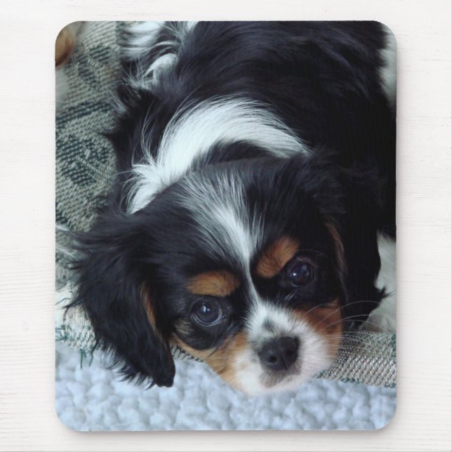 Cavalier Kung Charles Spaniel Musmatta (Framsidan)