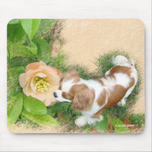 Cavalier Kung Charles Spaniel Musmatta