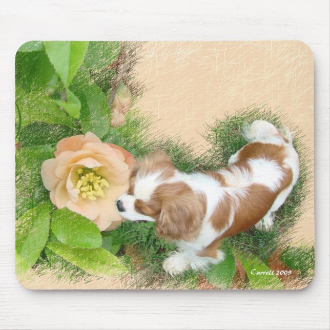 Cavalier Kung Charles Spaniel Musmatta (Framsidan)