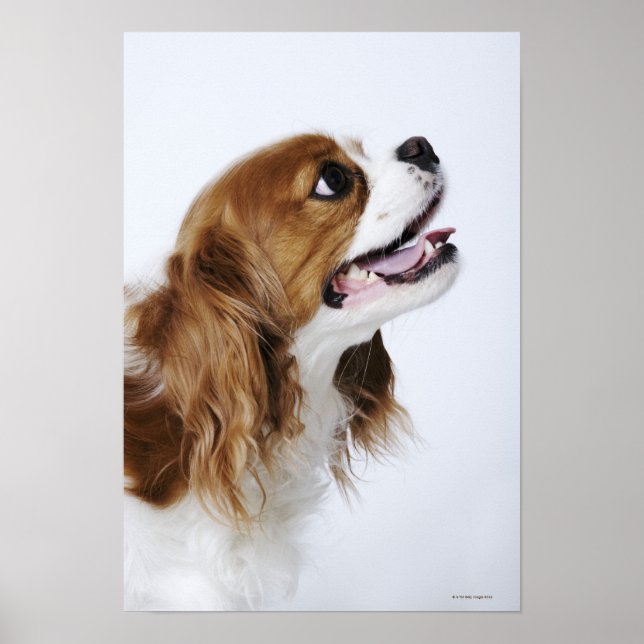 Cavalier Kung Charles Spaniel Poster (Framsidan)
