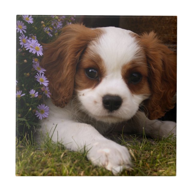 Cavalier Kung Charles Spaniel Puppy bakom blommor Kakelplatta (Framsidan)