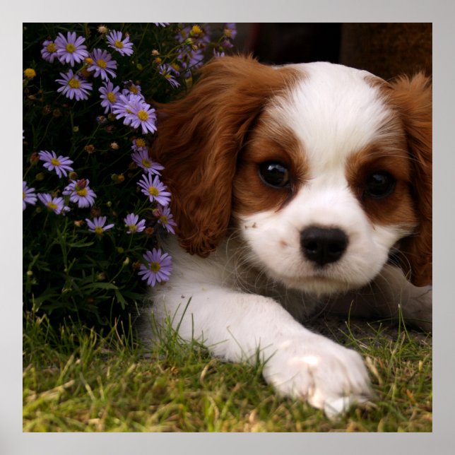 Cavalier Kung Charles Spaniel Puppy bakom blommor Poster (Framsidan)