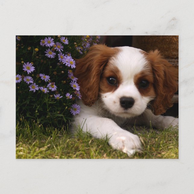 Cavalier Kung Charles Spaniel Puppy bakom blommor Vykort (Framsida)