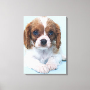 Cavalier Kung Charles Spaniel Puppy Canvastryck
