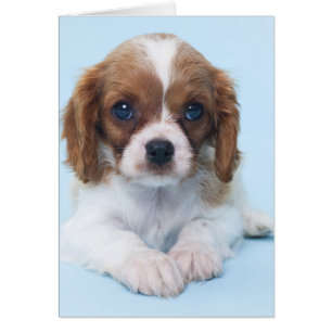 Cavalier Kung Charles Spaniel Puppy Hälsningskort