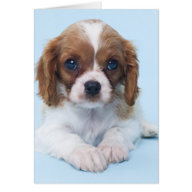Cavalier Kung Charles Spaniel Puppy Hälsningskort (Framsidan)