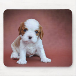 Cavalier Kung Charles Spaniel puppy Musmatta