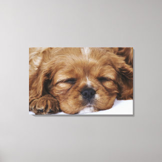 Cavalier Kung Charles Spaniel puppy sover Canvastryck