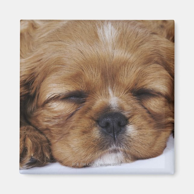 Cavalier Kung Charles Spaniel puppy sover Magnet (Framsidan)