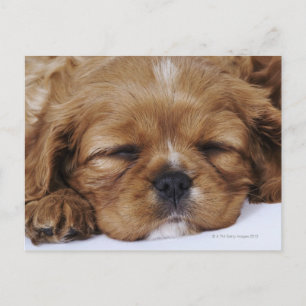 Cavalier Kung Charles Spaniel puppy sover Vykort