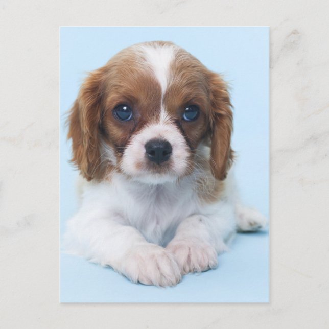 Cavalier Kung Charles Spaniel Puppy Vykort (Framsida)