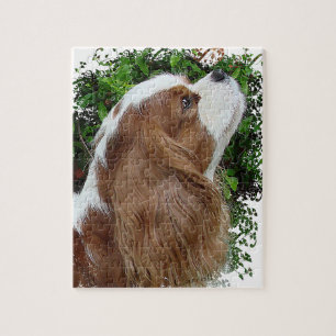 Cavalier Kung Charles Spaniel Pussel