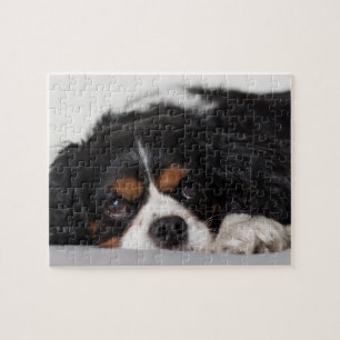 Cavalier Kung Charles Spaniel Pussel