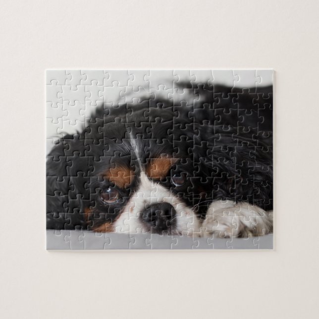 Cavalier Kung Charles Spaniel Pussel (Horisontell)