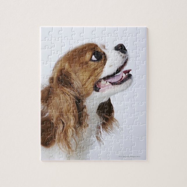 Cavalier Kung Charles Spaniel Pussel (Vertikal)