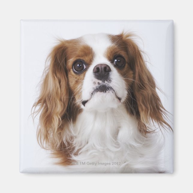 Cavalier Kung Charles Spaniel sitta i studio Magnet (Framsidan)