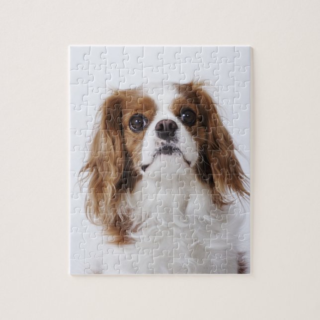 Cavalier Kung Charles Spaniel sitta i studio Pussel (Vertikal)