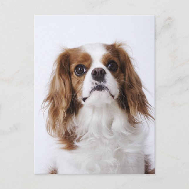 Cavalier Kung Charles Spaniel sitta i studio Vykort (Framsida)