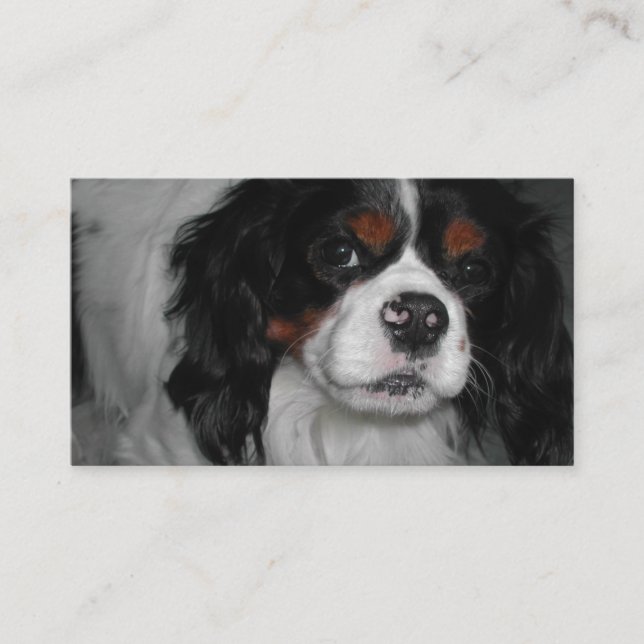 Cavalier kung charles spaniel tri visitkort (Framsida)