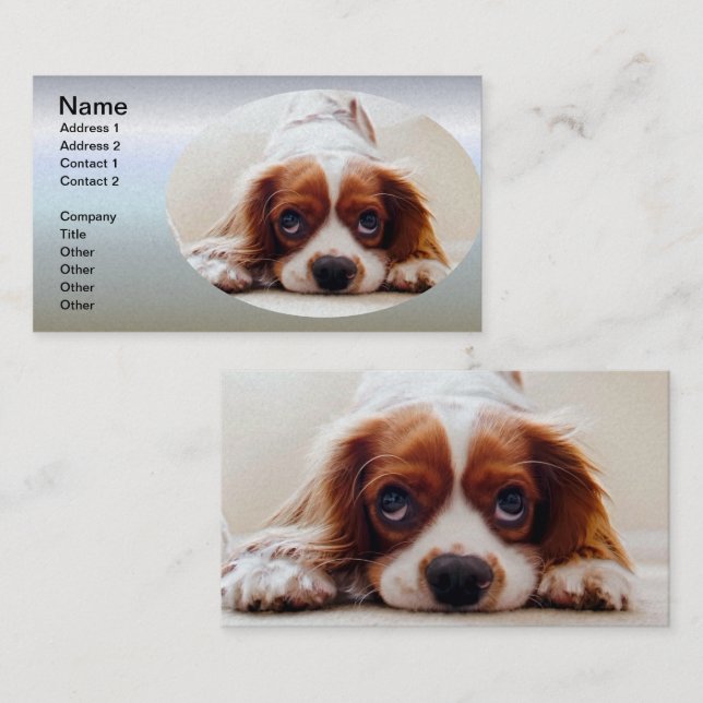 Cavalier Kung Charles Spaniel Visitkort (Fram/baksida)