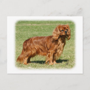 Cavalier Kung Charles Spaniel Vykort