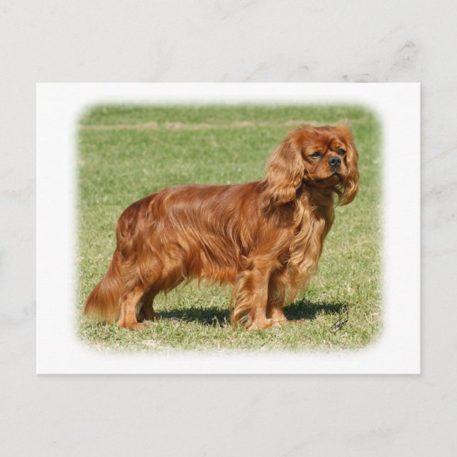Cavalier Kung Charles Spaniel Vykort (Framsida)