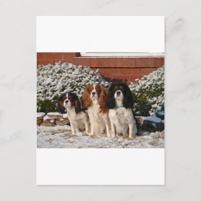 Cavalier Kung Charles Spaniel Vykort (Framsida)