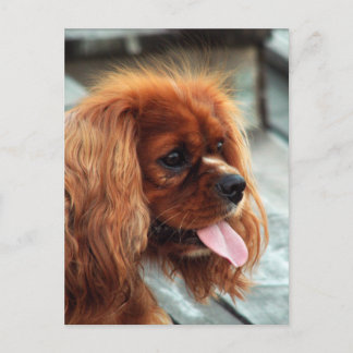 Cavalier Kung Charles Spaniel Vykort