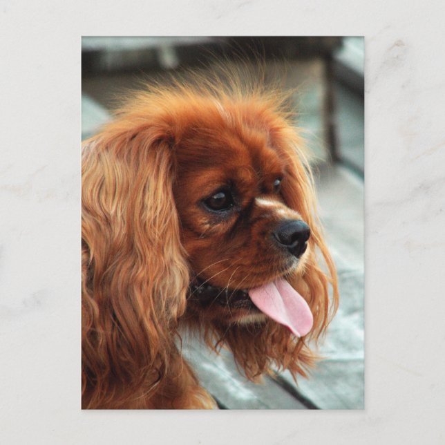 Cavalier Kung Charles Spaniel Vykort (Framsida)