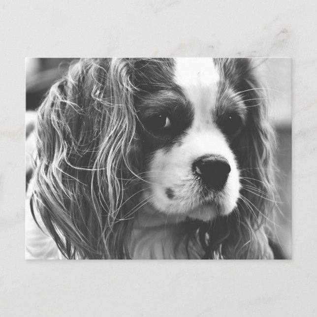 Cavalier Kung Charles Spaniel Vykort (Framsida)