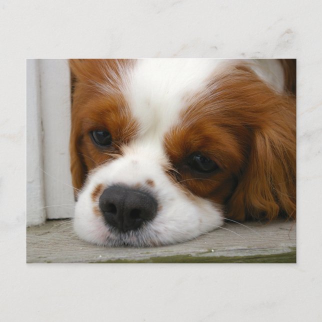 Cavalier Kung Charles Spaniel Vykort (Framsida)