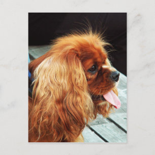 Cavalier Kung Charles Spaniel Vykort