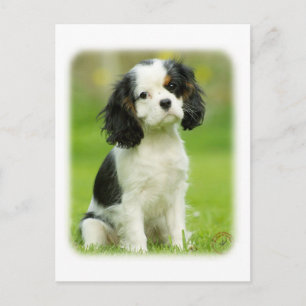 Cavalier Kung Charles Spaniel Vykort