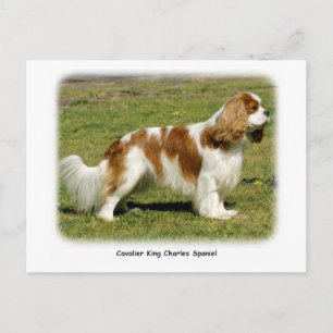 Cavalier Kung Charles Spaniel Vykort