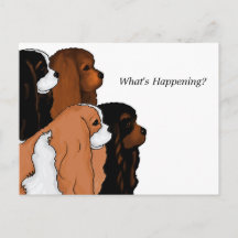 Cavalier Kung Charles Spaniel