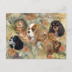 Cavalier Kung Charles Spaniel Vykort