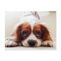 Cavalier Kung Charles Spaniel