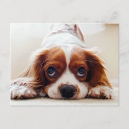 Cavalier Kung Charles Spaniel Vykort