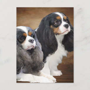 Cavalier Kung Charles Spaniel Vykort