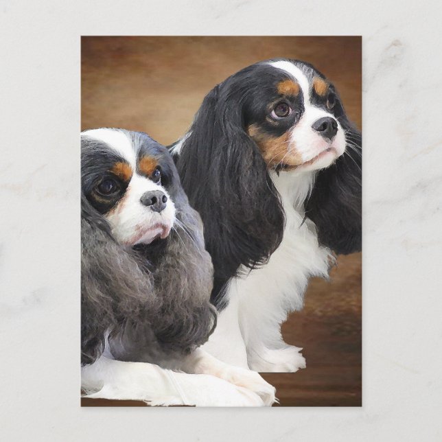 Cavalier Kung Charles Spaniel Vykort (Framsida)