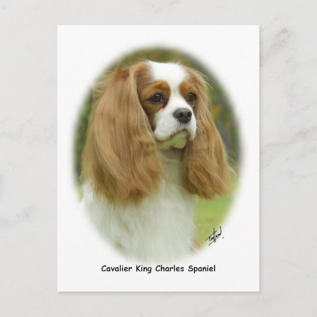 Cavalier Kung Charles Spaniel Vykort (Framsida)