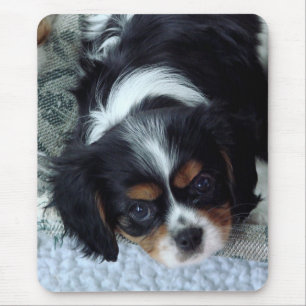 Cavalier Kung Charles spanjor Musmatta