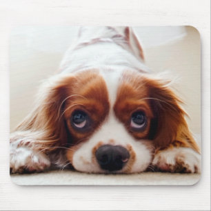 Cavalier Kung Charles spanjor Musmatta