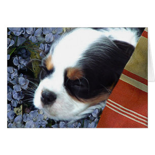 Cavalier Kung Charles spanjor OBS Kort