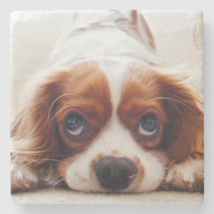 Cavalier Kung Charles spanjor Stenunderlägg