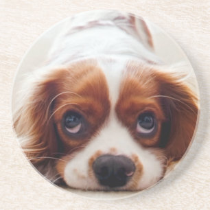 Cavalier Kung Charles spanjor Underlägg