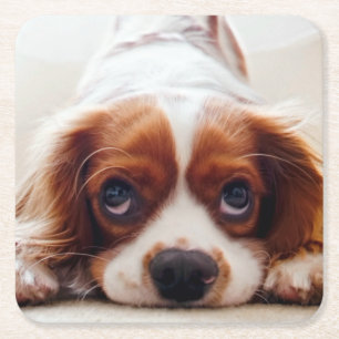Cavalier Kung Charles spanjor Underlägg Papper Kvadrat