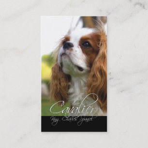 Cavalier Kung Charles Spanska Affärskort Visitkort