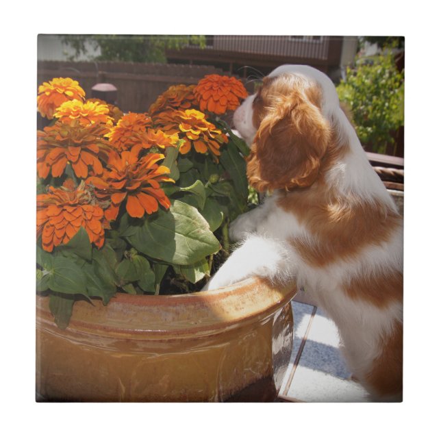 Cavalier Kung Charles Spanska blommor Kakelplatta (Framsidan)