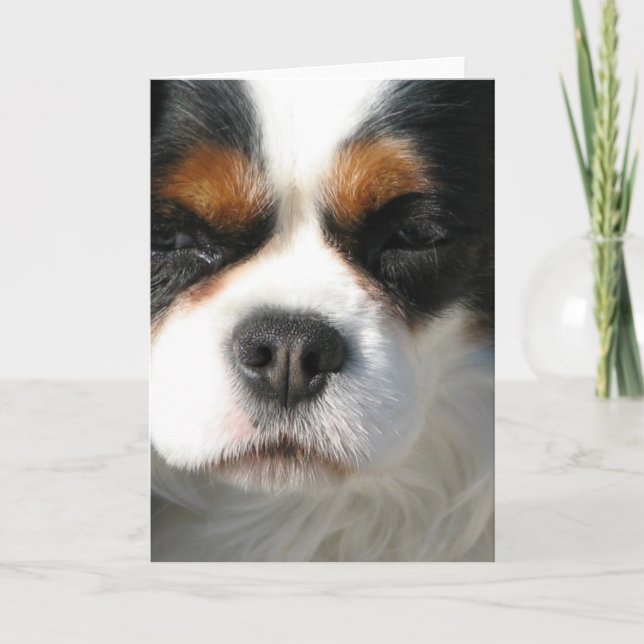 Cavalier Kung Charles Spanska Hund Greeting Card Kort (Framsida)